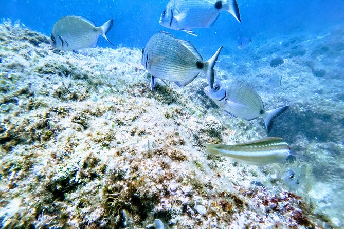 Chania Guided Snorkeling and Boat Excursion - Why Chania’s Coast Makes This Snorkeling Format Work