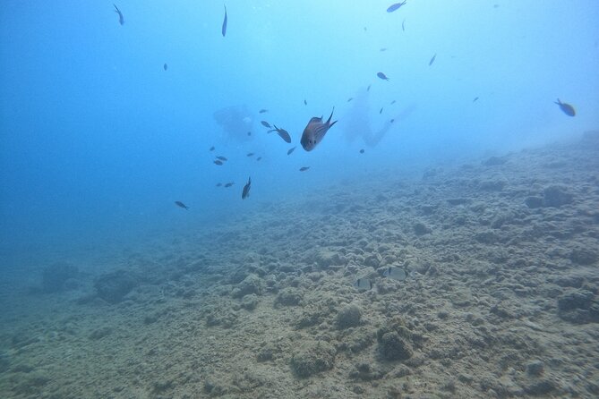 Chania Guided Snorkeling and Boat Excursion - The Start: Warm Welcome, Gear Fit, and Clear Safety Basics