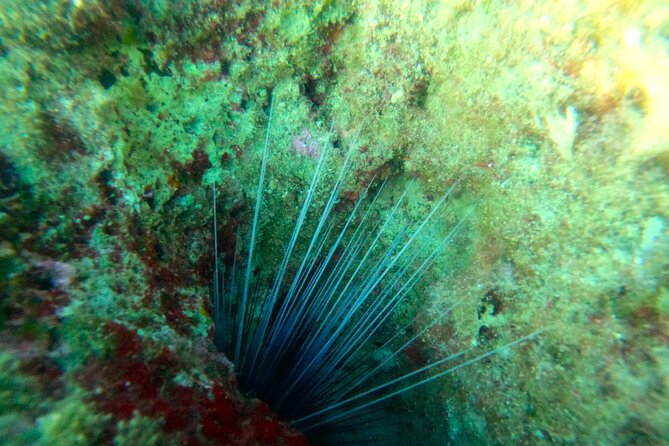 Chania Guided Snorkeling and Boat Excursion - Snacks, Fresh Fruit, and the Small Things That Make It Feel Easy