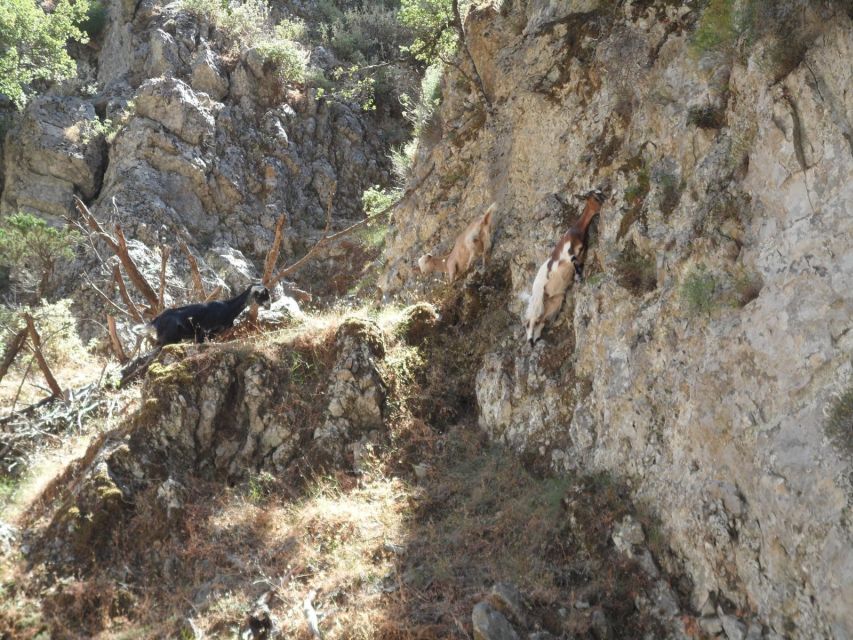 Chania: Imbros Gorge and Libyan Sea Day Tour - Chasing a summer cooling effect: Libyan Sea swim on the south coast