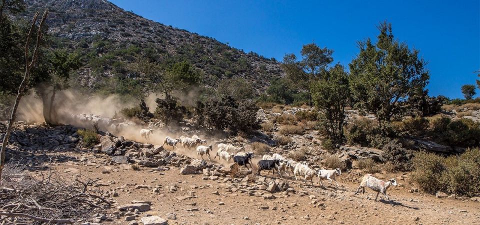 Chania: White Mountains Safari Tour with Lunch and Tastings - FAQ