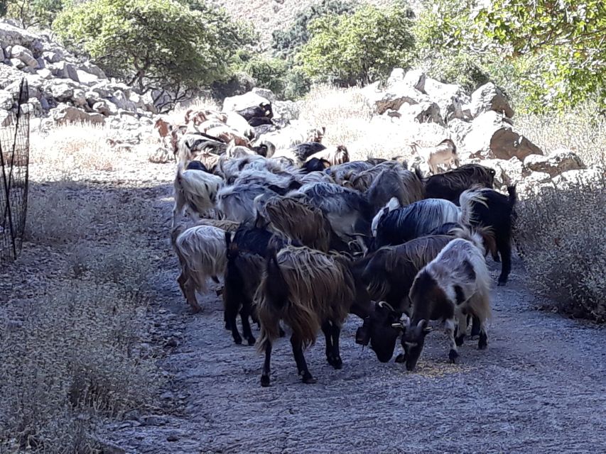 Chania: White Mountains Safari Tour with Lunch and Tastings - White Mountains Off-Road: Sebronas Gorge to Omalos Plateau at 1,000 Meters