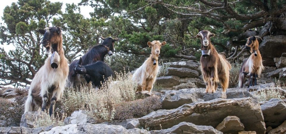 Chania: White Mountains Safari Tour with Lunch and Tastings - Lunch at the Samaria Gorge Entrance: Cretan Flavors With Big Views