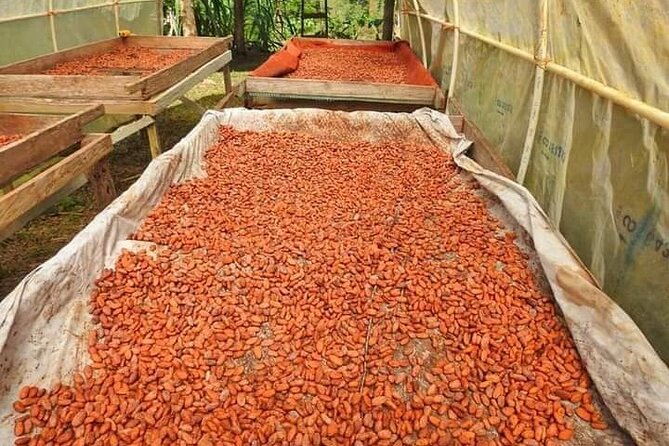 Chocolate and Coffee Tour Farm Don Jorge - Why the $50 per person price can feel fair