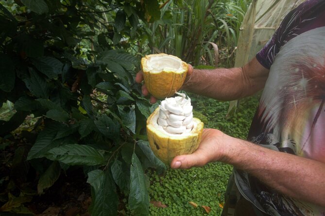 Chocolate and Farm Tour with local Tico family - Key Takeaways Before You Go