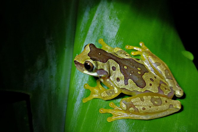 Chocolate and Night Tour in La Fortuna - Key highlights to know before you go