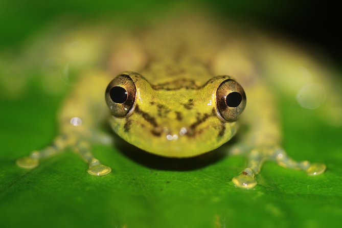 Chocolate and Night Tour in La Fortuna - The night wildlife walk: seeing more than just darkness
