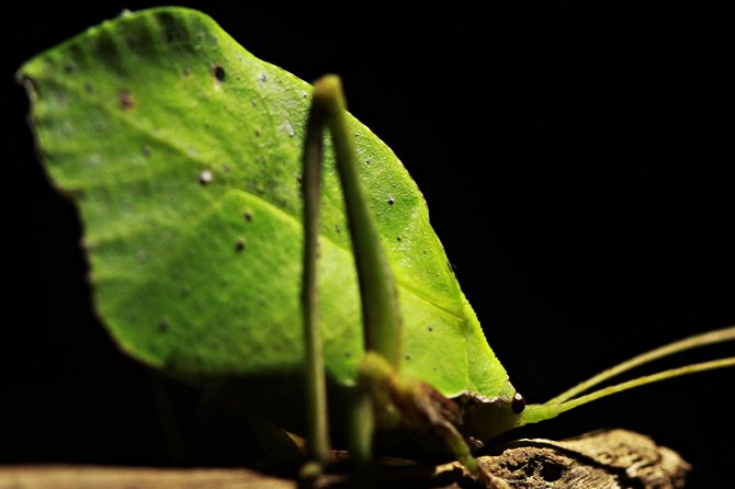 Chocolate and Night Tour in La Fortuna - Who should book the Chocolate and Night Tour?