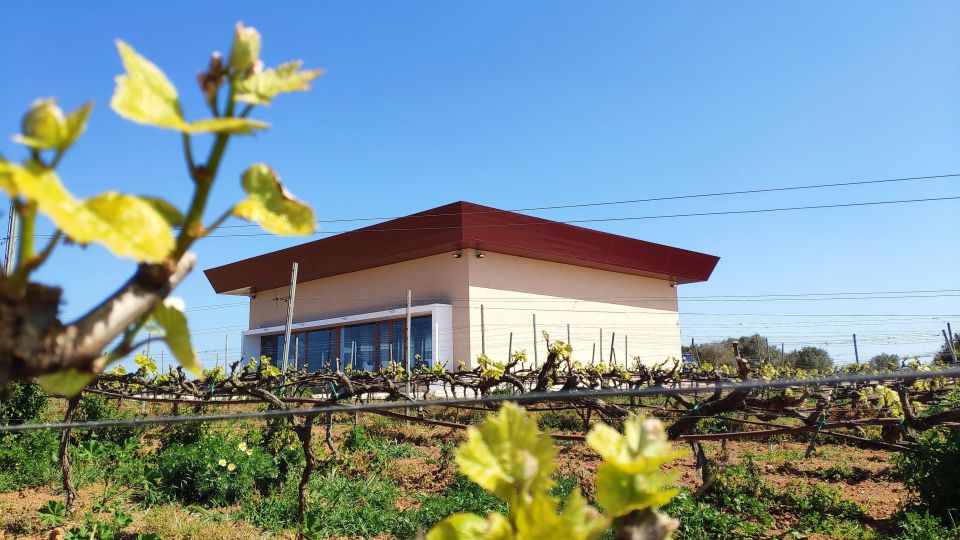 Ciutadella de Menorca: Family Winery Tour with Wine Tasting - A family winery visit in Ciutadella that feels tied to real farming