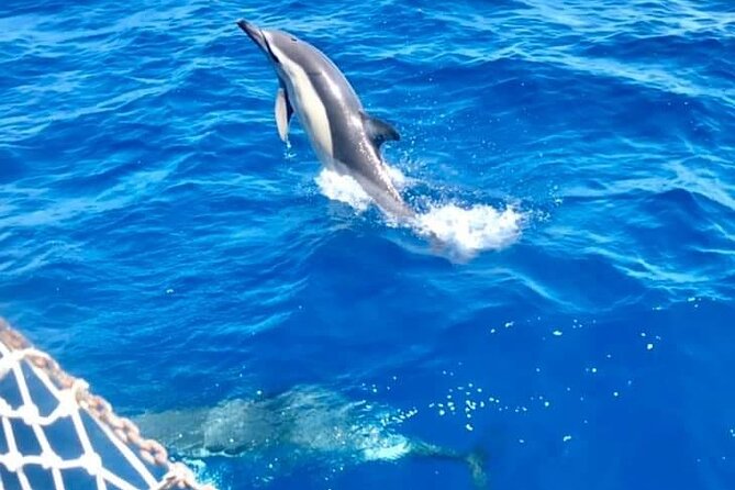 Classic Boat Tour in Palermo - Price and what you’re really paying for