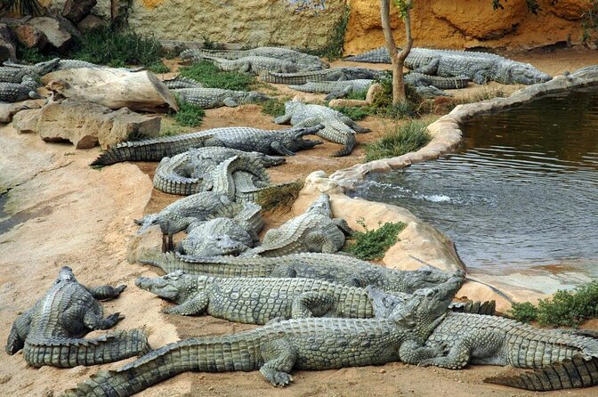 Cocodrilo Park Zoo Admission Ticket in Agüimes - Key things I’d circle in your plans