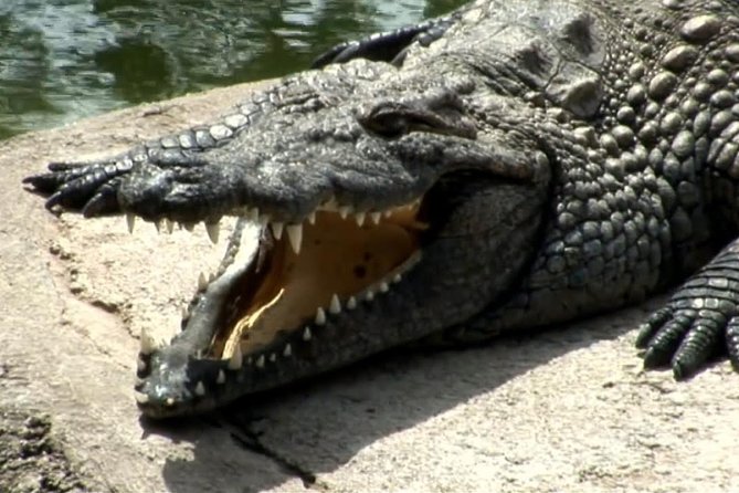Cocodrilo Park Zoo Admission Ticket in Agüimes - How the 4 to 6 hour visit plays out once you enter
