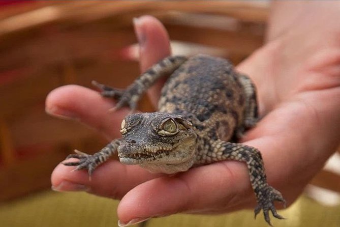 Cocodrilo Park Zoo Admission Ticket in Agüimes - Feeding sessions and shows: the best way to beat the heat