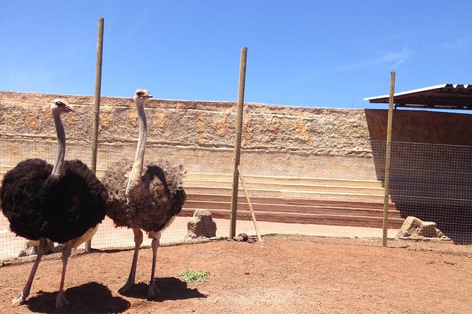 Cocodrilo Park Zoo Admission Ticket in Agüimes - Getting to Cocodrilo Park from around Gran Canaria without stress