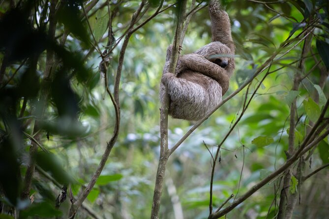 Coffee & Chocolate Tour+Sloths Park & Llanos de Cortez Waterfall - Llanos de Cortes waterfall: stairs, a pool, and timing tricks