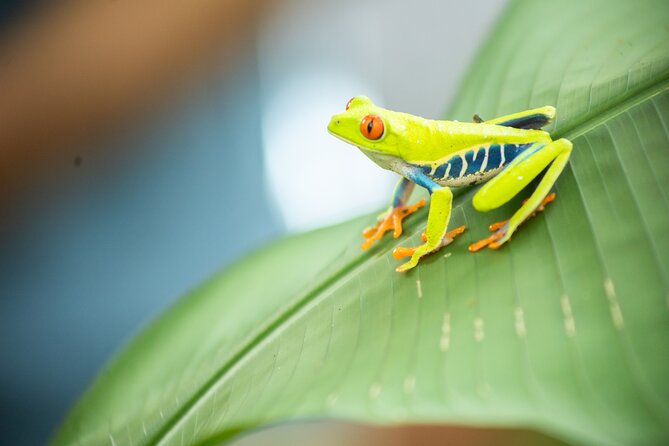 Coffee & Chocolate Tour+Sloths Park & Llanos de Cortez Waterfall - El Sabor de Doña Carmen: casado lunch plus a butterfly garden