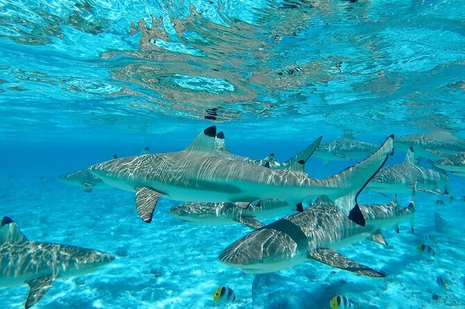 Combo snorkeling + motu lunch + jet ski group tour full day - Jet ski after lunch: speed, views, and a local pace