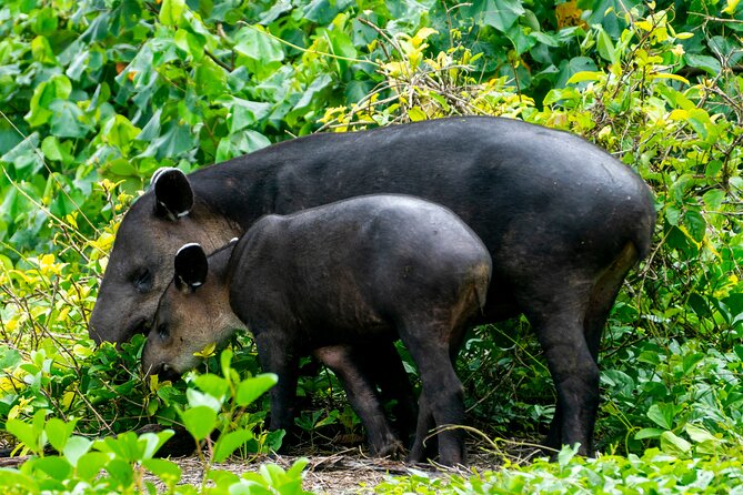 Corcovado and Drake Bay 2-Day Small-Group Safari Guided Tour - Drake Bay departure and the ride to Sirena Station
