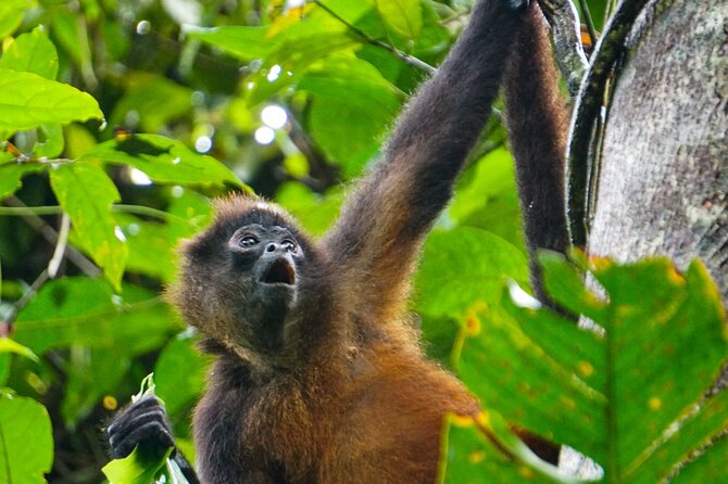 Corcovado and Drake Bay 2-Day Small-Group Safari Guided Tour - Meals on the trail: what’s included and what it changes for you