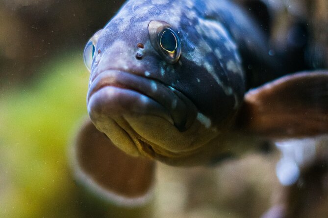 Corfu Aquarium Ticket with Tour Included - Meeting Point and Timing: Morning vs Afternoon Tours in Corfu