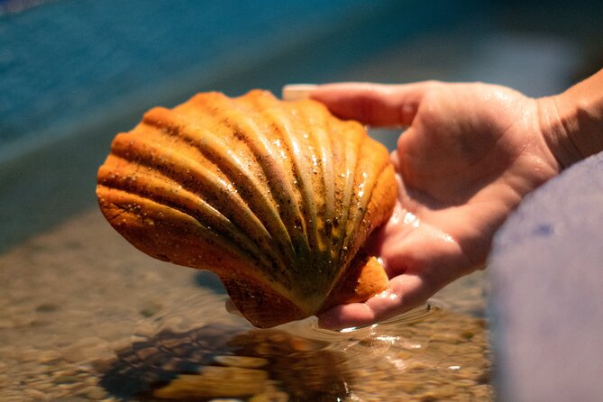 Corfu Aquarium Ticket with Tour Included - Inside the Tanks: Mediterranean Marine Life Explained in Plain English