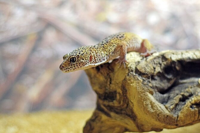 Corfu Aquarium Ticket with Tour Included - The Reptile House: Amphibians and International Reptiles After the Fish Tanks