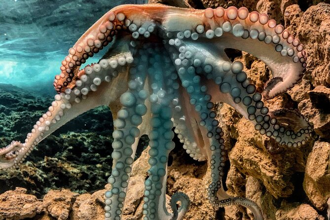 Corfu Aquarium Ticket with Tour Included - How Much Is $12.07 Really Worth for This Corfu Stop?