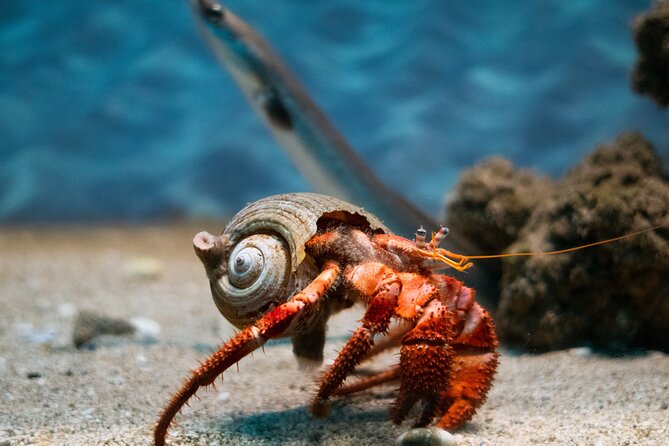 Corfu Aquarium Ticket with Tour Included - Prebooking Matters: How This Helps You Start the Visit Faster