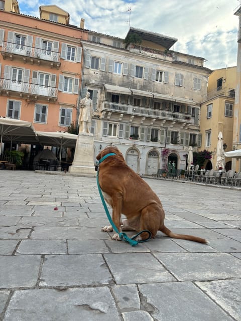 Corfu: Dog Sightseeing Tour - Who Should Book This Corfu Dog Tour