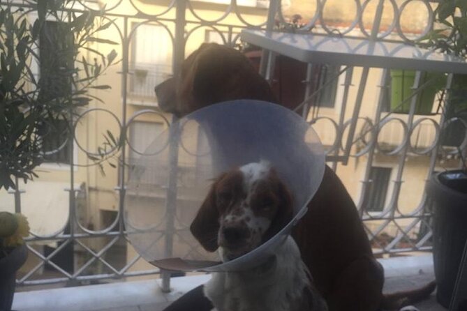Corfu Old Town Guide Tour with Dog or City with 4 paws - Esplanada, Liston, People’s Gardens, Bosketo: Your Old Town Hits