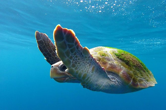 Costa Adeje | Cetacean sighting in Tenerife South - A small-boat whale cruise that feels calm, not chaotic