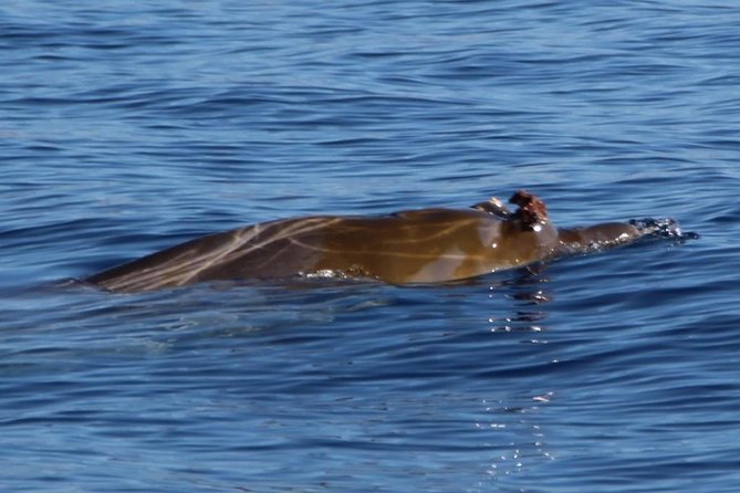 Costa Adeje | Cetacean sighting in Tenerife South - What you’re actually looking for out on Tenerife’s waters