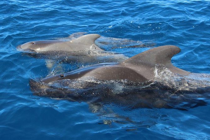 Costa Adeje | Cetacean sighting in Tenerife South - Your guide and skipper: David plus Mirna or Captain Claudine