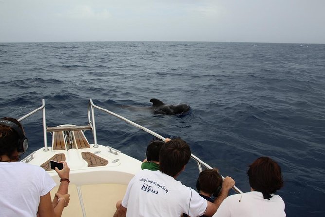 Costa Adeje | Cetacean sighting in Tenerife South - Setting off from Costa Adeje: where the tour starts and how long it lasts
