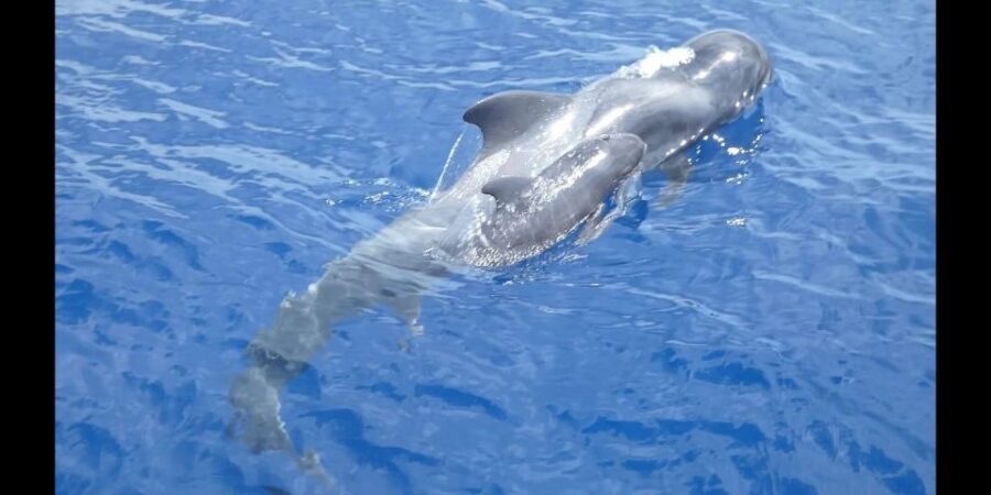 Costa Adeje: Whale and Dolphin Cruise with Food and Pickup - Where Costa Adeje Meets Puerto Colón on a Catamaran