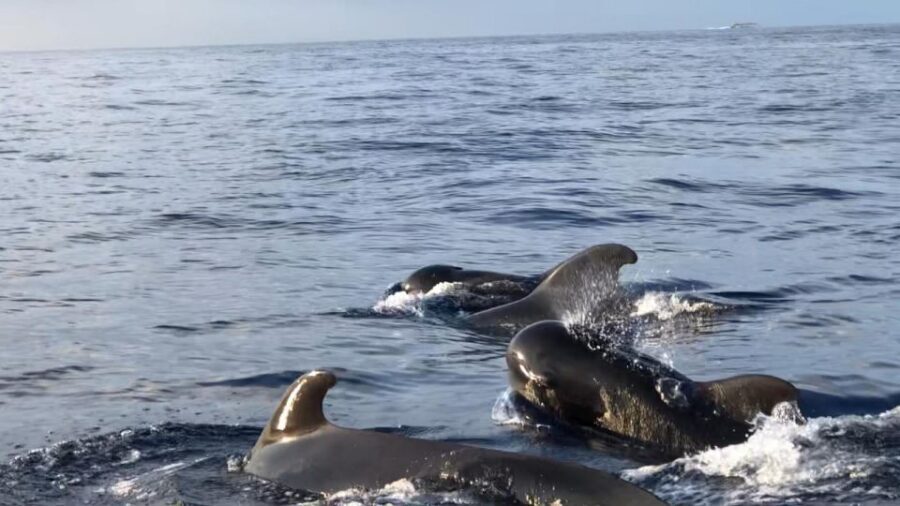 Costa Adeje: Whale and Dolphin Cruise with Food and Pickup - Finding whales and dolphins: how the crew turns luck into chances