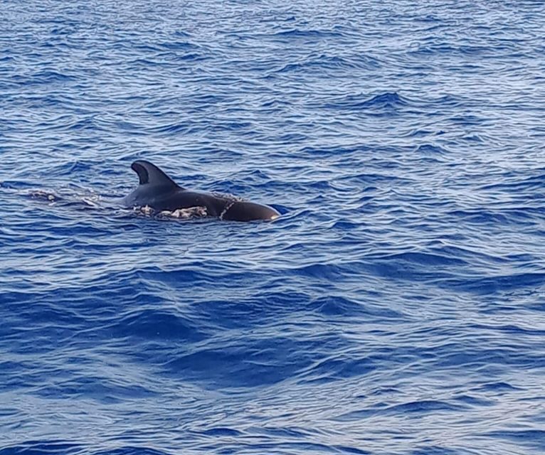 Costa Adeje: Whale and Dolphin-Watching Boat Excursion - Costa Adeje starts at Lina Yacht, with Puerto Colón in your sights