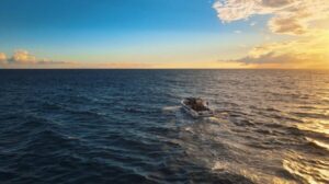 Costa Adeje: Whale and Dolphin-Watching Boat Excursion - The two-hour flow: what happens once you’re on board