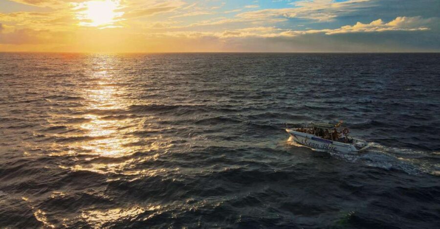 Costa Adeje: Whale and Dolphin-Watching Boat Excursion - What you’re really hunting: whales and dolphins, plus surprises