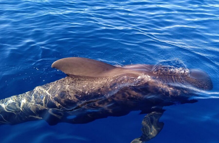 Costa Adeje: Whale and Dolphin-Watching Boat Excursion - Glass-bottom viewing: why it’s more than a gimmick