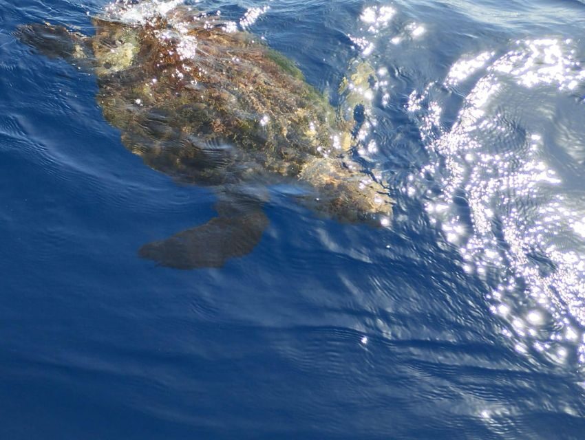 Costa Adeje: Whale and Dolphin-Watching Boat Excursion - Group size: why max 18 is a big deal on a boat