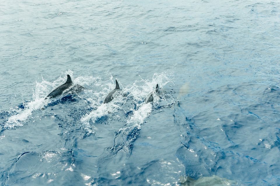 Costa Adeje: Whale & Dolphin Submarine Vision Mini Cruise - Should You Book This Costa Adeje Whale and Dolphin Submarine Vision Mini Cruise?