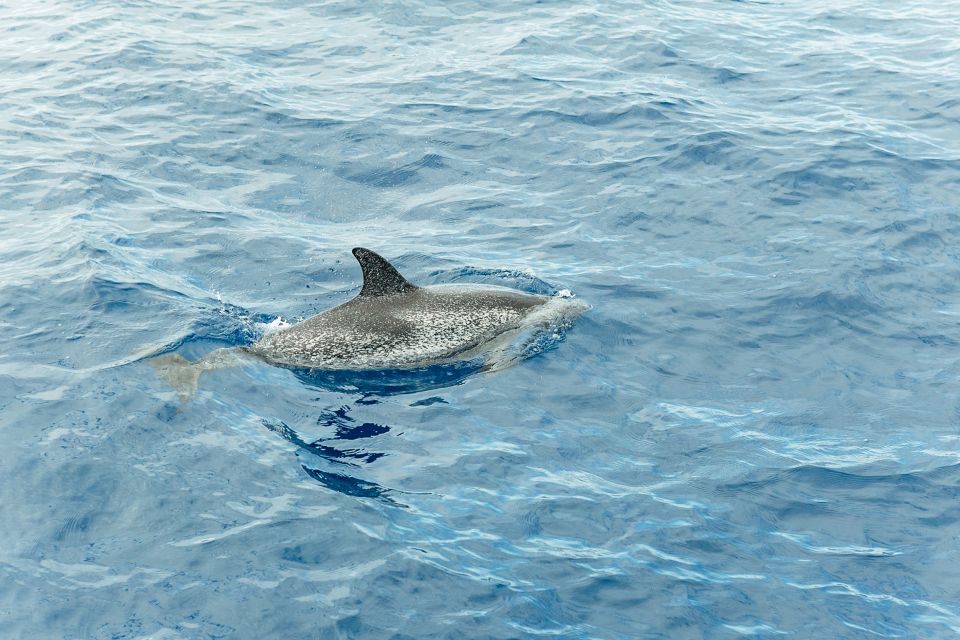 Costa Adeje: Whale & Dolphin Submarine Vision Mini Cruise - Sailing the Adeje Coast: How the Search Typically Plays Out