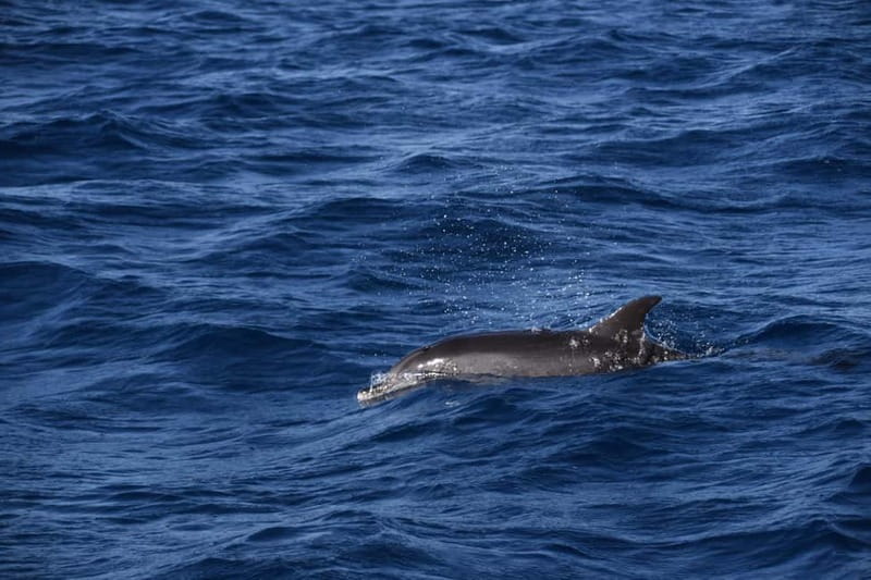 Costa Calma: Fuerteventura Dolphin Watching Zodiac Boat Tour - The Captain’s Dolphin Hunt: How Your Chances Get Better