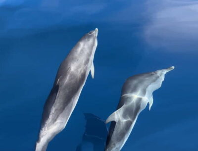 Costa Calma: Fuerteventura Dolphin Watching Zodiac Boat Tour - Fast Riding, Clear Water: What the 90-Minute Cruise Feels Like