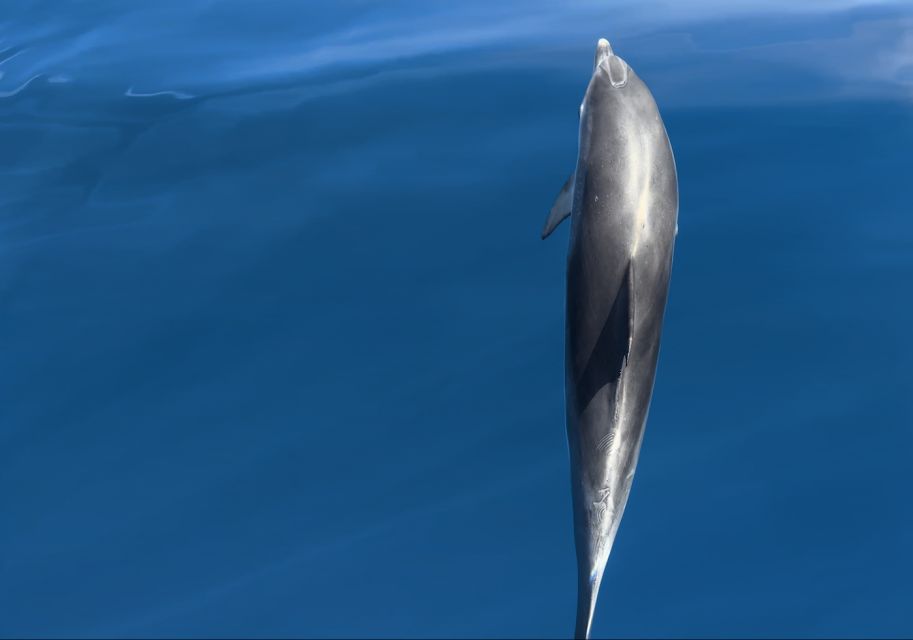 Costa Calma: Fuerteventura Dolphin Watching Zodiac Boat Tour - What You Might See Besides Dolphins (Yes, It Can Happen)