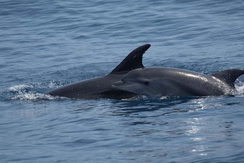 Costa Calma: Fuerteventura Dolphin Watching Zodiac Boat Tour - Morro Jable and Coastline Views: Turning Sightings Into Memories