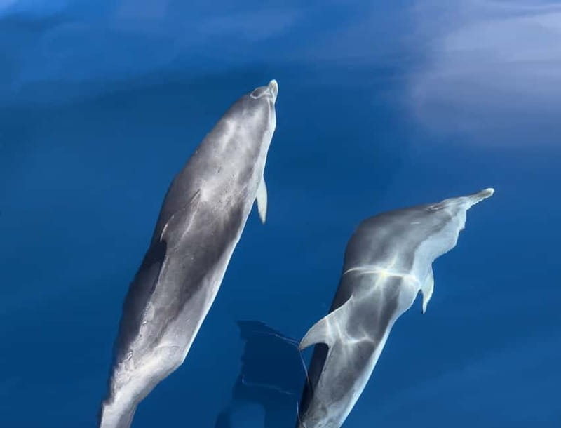 Costa Calma: Fuerteventura Dolphin Watching Zodiac Boat Tour - Fast Riding, Clear Water: What the 90-Minute Cruise Feels Like