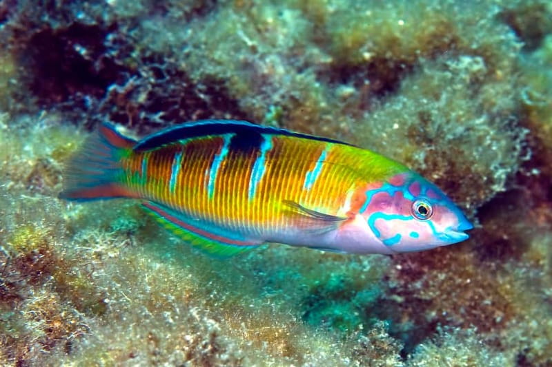 Costa Teguise: Snorkeling Tour with Instructor & Equipment - Key things to know before you go