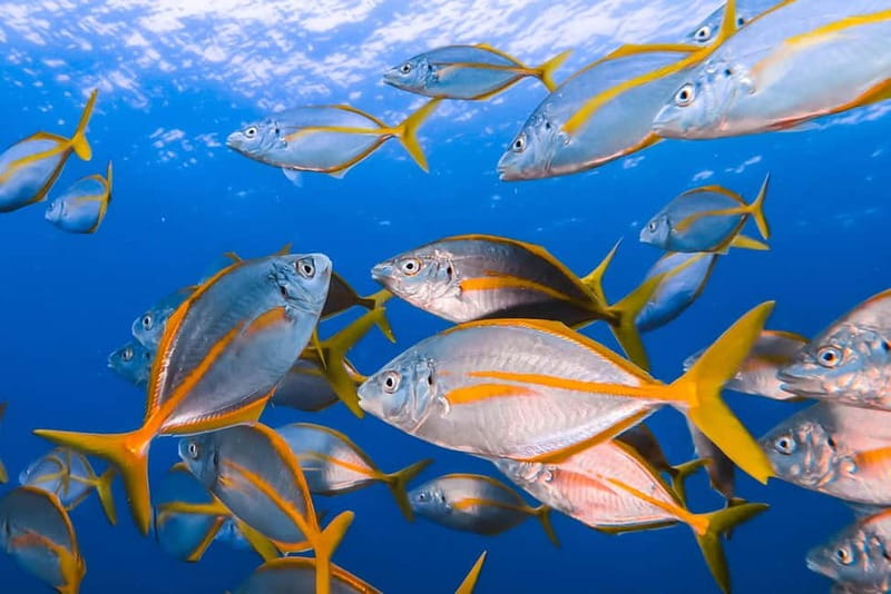 Costa Teguise: Snorkeling Tour with Instructor & Equipment - Snorkeling off Lanzarote: the real point of the 2-hour format